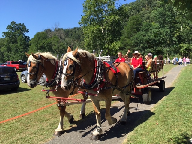 Two horses pulling a trailer of tourists